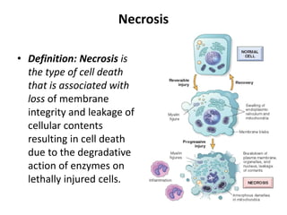 Cell injury, Cell Death and Adaptation.ppt