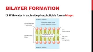 BILAYER FORMATION
 With water in each side phospholipids form a bilayer.
 