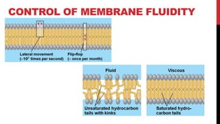 CONTROL OF MEMBRANE FLUIDITY
 