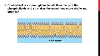  Cholesterol is a more rigid molecule than many of the
phospholipids and so makes the membrane more stable and
stronger.
 
