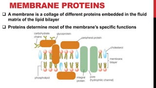 MEMBRANE PROTEINS
 A membrane is a collage of different proteins embedded in the fluid
matrix of the lipid bilayer
 Proteins determine most of the membrane’s specific functions
 