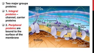  Two major groups
proteins:
 1. Integral
proteins –
channel, carrier
proteins
 2. Peripheral
proteins are
bound to the
surface of the
membrane
 