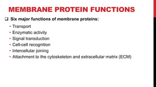 MEMBRANE PROTEIN FUNCTIONS
 Six major functions of membrane proteins:
• Transport
• Enzymatic activity
• Signal transduction
• Cell-cell recognition
• Intercellular joining
• Attachment to the cytoskeleton and extracellular matrix (ECM)
 