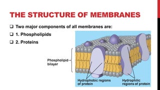 THE STRUCTURE OF MEMBRANES
 Two major components of all membranes are:
 1. Phospholipids
 2. Proteins
 