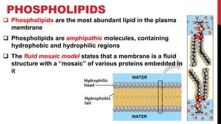 PHOSPHOLIPIDS
 Phospholipids are the most abundant lipid in the plasma
membrane
 Phospholipids are amphipathic molecules, containing
hydrophobic and hydrophilic regions
 The fluid mosaic model states that a membrane is a fluid
structure with a “mosaic” of various proteins embedded in
it
 