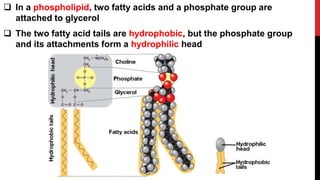  In a phospholipid, two fatty acids and a phosphate group are
attached to glycerol
 The two fatty acid tails are hydrophobic, but the phosphate group
and its attachments form a hydrophilic head
 