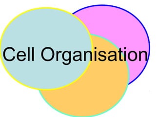 Cell Organisation
 