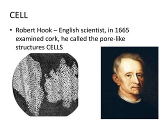 CELL
• Robert Hook – English scientist, in 1665
examined cork, he called the pore-like
structures CELLS
 