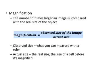 • Magnification
– The number of times larger an image is, compared
with the real size of the object
– Observed size – what you can measure with a
ruler
– Actual size – the real size, the size of a cell before
it’s magnified
 