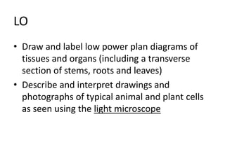LO
• Draw and label low power plan diagrams of
tissues and organs (including a transverse
section of stems, roots and leaves)
• Describe and interpret drawings and
photographs of typical animal and plant cells
as seen using the light microscope
 