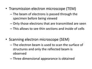 • Transmission electron microscope (TEM)
– The beam of electrons is passed through the
specimen before being viewed
– Only those electrons that are transmitted are seen
– This allows to see thin sections and inside of cells
• Scanning electron microscope (SEM)
– The electron beam is used to scan the surface of
structures and only the reflected beam is
observed
– Three dimensional appearance is obtained
 