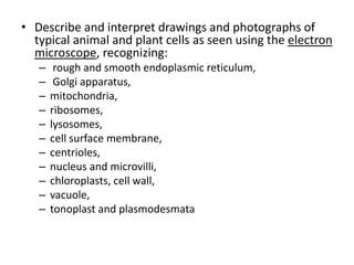 • Describe and interpret drawings and photographs of
typical animal and plant cells as seen using the electron
microscope, recognizing:
– rough and smooth endoplasmic reticulum,
– Golgi apparatus,
– mitochondria,
– ribosomes,
– lysosomes,
– cell surface membrane,
– centrioles,
– nucleus and microvilli,
– chloroplasts, cell wall,
– vacuole,
– tonoplast and plasmodesmata
 