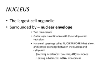 NUCLEUS
• The largest cell organelle
• Surrounded by – nuclear envelope
• Two membranes
• Outer layer is continuous with the endoplasmic
reticulum
• Has small openings called NUCLEAR PORES that allow
and control exchange between the nucleus and
cytoplasm
(entering substances: proteins, ATP, hormones
Leaving substances: mRNA, ribosomes)
 
