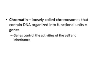 • Chromatin – loosely coiled chromosomes that
contain DNA organized into functional units =
genes
– Genes control the activities of the cell and
inheritance
 