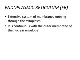 ENDOPLASMIC RETICULUM (ER)
• Extensive system of membranes running
through the cytoplasm
• It is continuous with the outer membrane of
the nuclear envelope
 