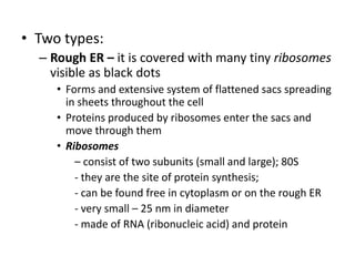 • Two types:
– Rough ER – it is covered with many tiny ribosomes
visible as black dots
• Forms and extensive system of flattened sacs spreading
in sheets throughout the cell
• Proteins produced by ribosomes enter the sacs and
move through them
• Ribosomes
– consist of two subunits (small and large); 80S
- they are the site of protein synthesis;
- can be found free in cytoplasm or on the rough ER
- very small – 25 nm in diameter
- made of RNA (ribonucleic acid) and protein
 