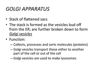 GOLGI APPARATUS
• Stack of flattened sacs
• The stack is formed as the vesicles bud off
from the ER; are further broken down to form
Golgi vesicles
• Function:
– Collects, processes and sorts molecules (proteins)
– Golgi vesicles transport these either to another
part of the cell or out of the cell
– Golgi vesicles are used to make lysosomes
 