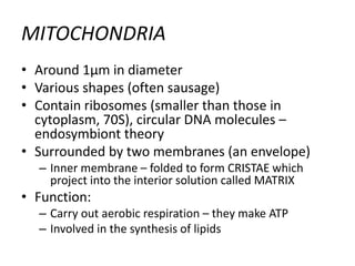 MITOCHONDRIA
• Around 1μm in diameter
• Various shapes (often sausage)
• Contain ribosomes (smaller than those in
cytoplasm, 70S), circular DNA molecules –
endosymbiont theory
• Surrounded by two membranes (an envelope)
– Inner membrane – folded to form CRISTAE which
project into the interior solution called MATRIX
• Function:
– Carry out aerobic respiration – they make ATP
– Involved in the synthesis of lipids
 