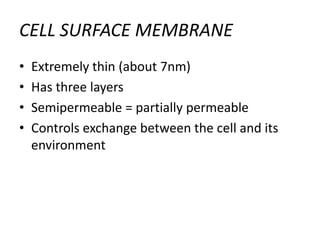 CELL SURFACE MEMBRANE
• Extremely thin (about 7nm)
• Has three layers
• Semipermeable = partially permeable
• Controls exchange between the cell and its
environment
 