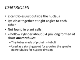 CENTRIOLES
• 2 centrioles just outside the nucleus
• Lye close together at right angles to each
other
• Not found in plant cells!
• = hollow cylinder about 0.4 μm long formed of
short microtubules
– Tiny tubes made of protein = tubulin
– Used as a starting point for growing the spindle
microtubules for nuclear division
 