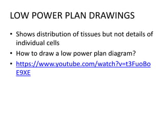 LOW POWER PLAN DRAWINGS
• Shows distribution of tissues but not details of
individual cells
• How to draw a low power plan diagram?
• https://www.youtube.com/watch?v=t3FuoBo
E9XE
 