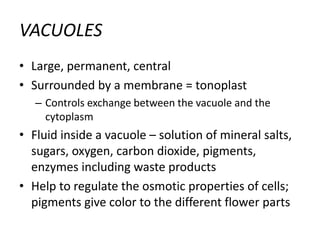 VACUOLES
• Large, permanent, central
• Surrounded by a membrane = tonoplast
– Controls exchange between the vacuole and the
cytoplasm
• Fluid inside a vacuole – solution of mineral salts,
sugars, oxygen, carbon dioxide, pigments,
enzymes including waste products
• Help to regulate the osmotic properties of cells;
pigments give color to the different flower parts
 