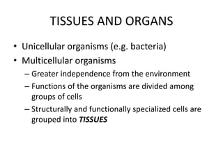TISSUES AND ORGANS
• Unicellular organisms (e.g. bacteria)
• Multicellular organisms
– Greater independence from the environment
– Functions of the organisms are divided among
groups of cells
– Structurally and functionally specialized cells are
grouped into TISSUES
 