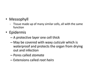 • Messophyll
- Tissue made up of many similar cells, all with the same
function
• Epidermis
– A protective layer one cell thick
– May be covered with waxy cuticule which is
waterproof and protects the organ from drying
out and infection
– Pores called stomata
– Extensions called root hairs
 
