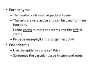 • Parenchyma
– Thin-walled cells used as packing tissue
– The cells are very active and can be used for many
functions
– Forms cortex in roots and stems and the pith in
stems
– Palisade mesophyll and spongy mesophyll
• Endodermis
– Like the epidermis one cell thick
– Surrounds the vascular tissue in stem and roots
 