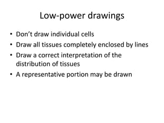 Low-power drawings
• Don’t draw individual cells
• Draw all tissues completely enclosed by lines
• Draw a correct interpretation of the
distribution of tissues
• A representative portion may be drawn
 