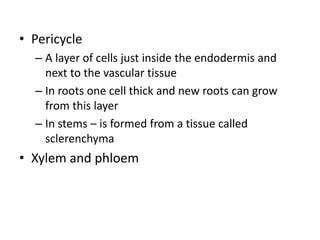 • Pericycle
– A layer of cells just inside the endodermis and
next to the vascular tissue
– In roots one cell thick and new roots can grow
from this layer
– In stems – is formed from a tissue called
sclerenchyma
• Xylem and phloem
 
