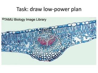 Task: draw low-power plan
 