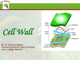 Cell Wall
By: Dr. Sunita Sangwan
Assistant professor, Dept of botany,
Govt. college, Bhiwani
 