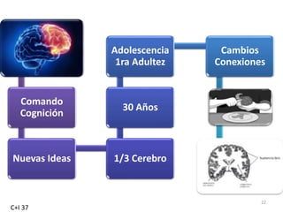 22
Comando
Cognición
Nuevas Ideas 1/3 Cerebro
30 Años
Adolescencia
1ra Adultez
Cambios
Conexiones
C+I 37
 