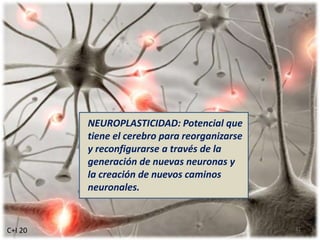 NEUROPLASTICIDAD: Potencial que
tiene el cerebro para reorganizarse
y reconfigurarse a través de la
generación de nuevas neuronas y
la creación de nuevos caminos
neuronales.
C+I 20 31
 