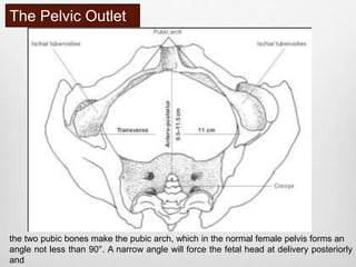 The Pelvic Outlet 
the two pubic bones make the pubic arch, which in the normal female pelvis forms an 
angle not less than 90°. A narrow angle will force the fetal head at delivery posteriorly 
and 
 