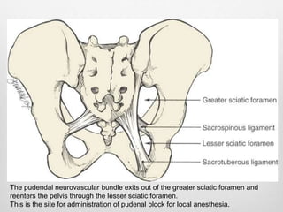 The pudendal neurovascular bundle exits out of the greater sciatic foramen and 
reenters the pelvis through the lesser sciatic foramen. 
This is the site for administration of pudenal block for local anesthesia. 
 