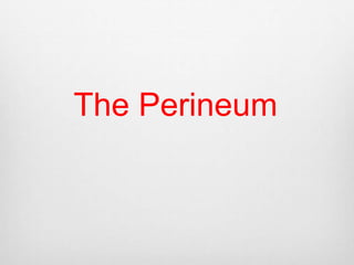 The Perineum 
 