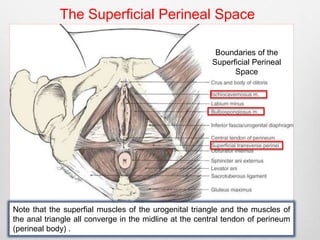 The Superficial Perineal Space 
Boundaries of the 
Superficial Perineal 
Space 
Note that the superfial muscles of the urogenital triangle and the muscles of 
the anal triangle all converge in the midline at the central tendon of perineum 
(perineal body) . 
 