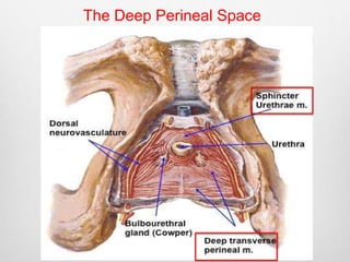 The Deep Perineal Space 
 