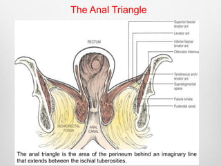 The Anal Triangle 
The anal triangle is the area of the perineum behind an imaginary line 
that extends between the ischial tuberosities. 
 