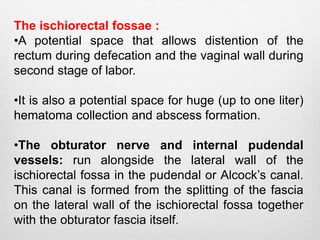 The ischiorectal fossae : 
•A potential space that allows distention of the 
rectum during defecation and the vaginal wall during 
second stage of labor. 
•It is also a potential space for huge (up to one liter) 
hematoma collection and abscess formation. 
•The obturator nerve and internal pudendal 
vessels: run alongside the lateral wall of the 
ischiorectal fossa in the pudendal or Alcock’s canal. 
This canal is formed from the splitting of the fascia 
on the lateral wall of the ischiorectal fossa together 
with the obturator fascia itself. 
 