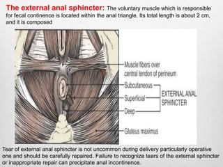The external anal sphincter: The voluntary muscle which is responsible 
for fecal continence is located within the anal triangle. Its total length is about 2 cm, 
and it is composed 
Tear of external anal sphincter is not uncommon during delivery particularly operative 
one and should be carefully repaired. Failure to recognize tears of the external sphincter 
or inappropriate repair can precipitate anal incontinence. 
 