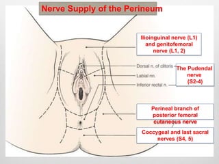 Nerve Supply of the Perineum 
Ilioinguinal nerve (L1) 
and genitofemoral 
The Pudendal 
nerve 
(S2-4) 
nerve (L1, 2) 
Perineal branch of 
posterior femoral 
cutaneous nerve 
Coccygeal and last sacral 
nerves (S4, 5) 
 