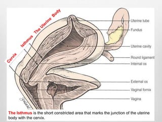 The Isthmus is the short constricted area that marks the junction of the uterine 
body with the cervix. 
 