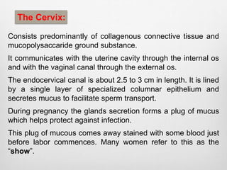 The Cervix: 
Consists predominantly of collagenous connective tissue and 
mucopolysaccaride ground substance. 
It communicates with the uterine cavity through the internal os 
and with the vaginal canal through the external os. 
The endocervical canal is about 2.5 to 3 cm in length. It is lined 
by a single layer of specialized columnar epithelium and 
secretes mucus to facilitate sperm transport. 
During pregnancy the glands secretion forms a plug of mucus 
which helps protect against infection. 
This plug of mucous comes away stained with some blood just 
before labor commences. Many women refer to this as the 
“show”. 
 