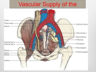 Vascular Supply of the 
pelvis 
 