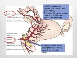 Note the anastomsis 
between the ovarian and 
uterine artery. 
Therefore the uterus receive 
blood supply from two 
sources on each side 
Note the Ureter Crosses 
below the Uterine Artery 
about 1 cm from the 
cervix 
 