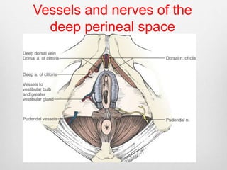 Vessels and nerves of the 
deep perineal space 
 