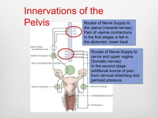 Innervations of the 
Pelvis Routes of Nerve Supply to 
the uterus (visceral nerves). 
Pain of uterine contractions 
in the first stages is felt in 
the abdomen, lower back 
Routes of Nerve Supply to 
cervix and upper vagina 
(Somatic nerves) 
In the second stage 
additional source of pain 
from cervical stretching and 
perineal pressure. 
